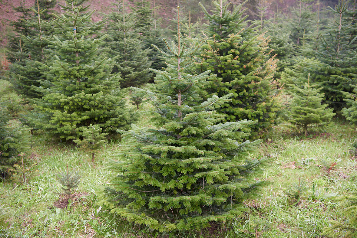 Christbäume Nordmannstanne